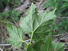 Ribes biebersteinii