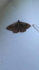 Philereme transversata