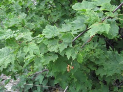 Ribes biebersteinii