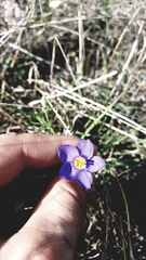 Giliastrum rigidulum