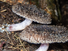 Lepista fibrosissima