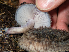 Lepista fibrosissima