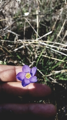 Giliastrum rigidulum