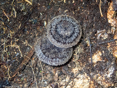 Lepista fibrosissima