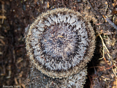 Lepista fibrosissima