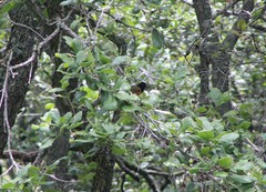 Pipilo maculatus macronyx