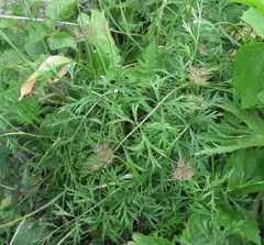 Dichoropetalum