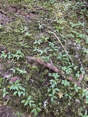 Streptopus streptopoides