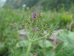 Dichoropetalum