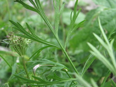 Dichoropetalum