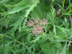 Dichoropetalum