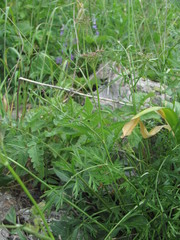 Dichoropetalum