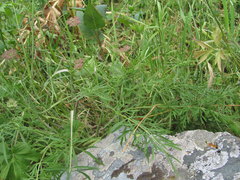 Dichoropetalum