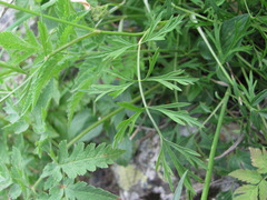 Dichoropetalum
