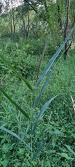 Phragmites australis
