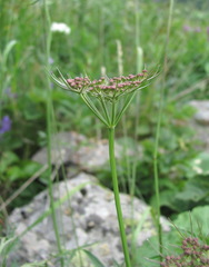 Dichoropetalum