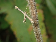 Anstenoptilia