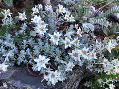 Leontopodium microphyllum