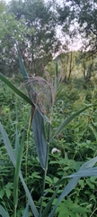 Phragmites australis