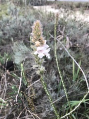 Hemiphora bartlingii