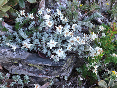 Leontopodium microphyllum