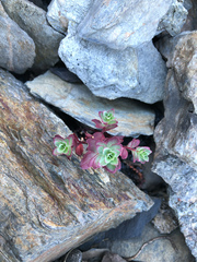 Epilobium nankotaizanense
