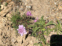 Scabiosa lacerifolia