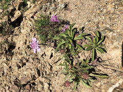 Scabiosa lacerifolia