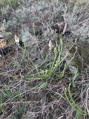 Hemiphora bartlingii