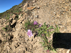 Scabiosa lacerifolia