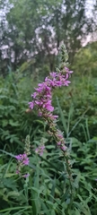 Lythrum salicaria
