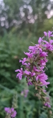Lythrum salicaria