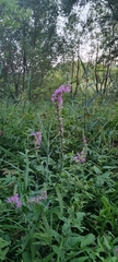Lythrum salicaria