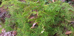 Gleichenia dicarpa