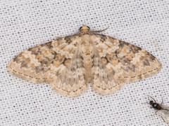 Zenophleps obscurata