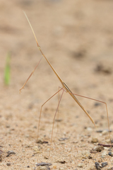 Schizocephala bicornis