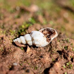 Plotiopsis balonnensis