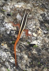 Ophisops leschenaultii