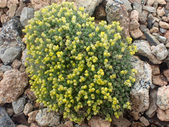 Draba novolympica