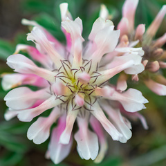 Trifolium macrocephalum