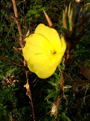Oenothera rubricaulis