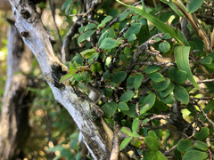 Lonicera kawakamii