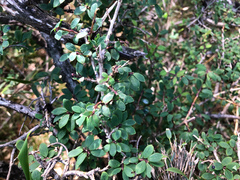 Lonicera kawakamii