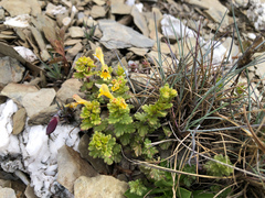 Euphrasia nankotaizanensis