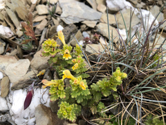Euphrasia nankotaizanensis