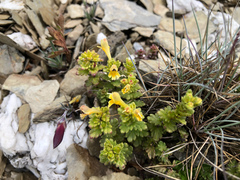 Euphrasia nankotaizanensis
