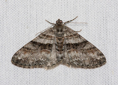 Prionomelia spododea