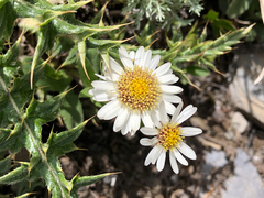 Aster takasagomontanus
