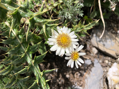Aster takasagomontanus