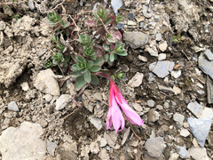 Epilobium nankotaizanense